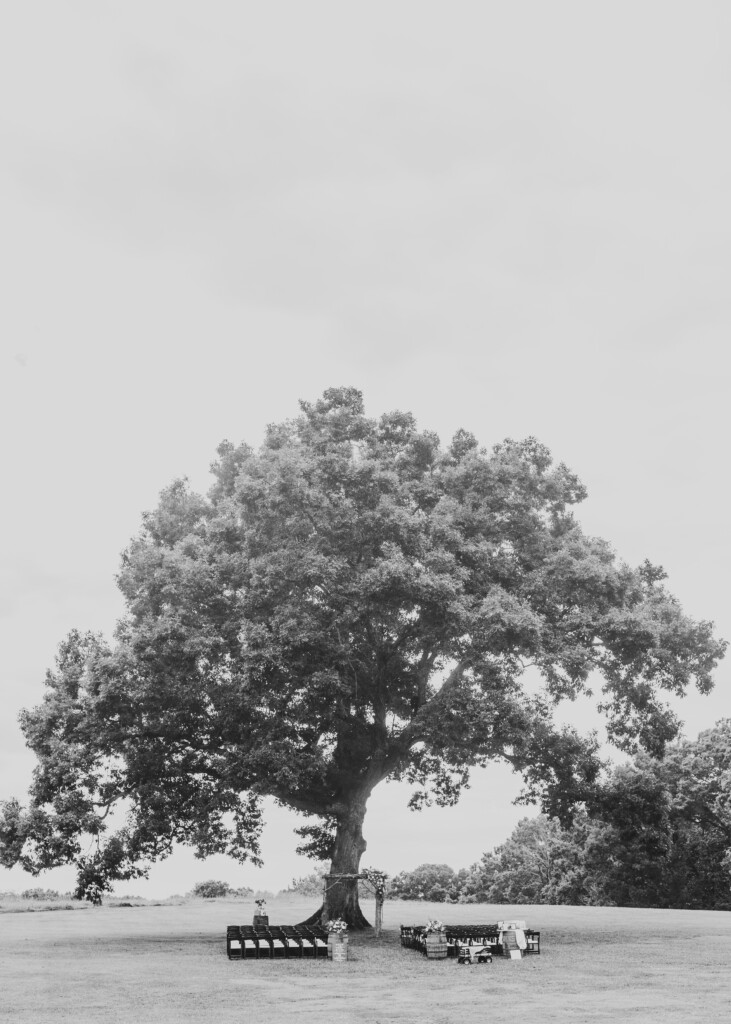Summerfield Farms tree