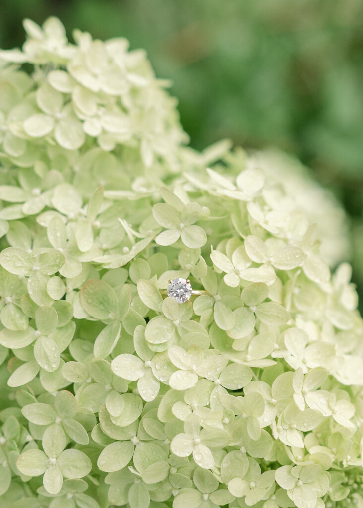 Up close photo of engagement ring in hydrangea bush at Reynolda Gardens