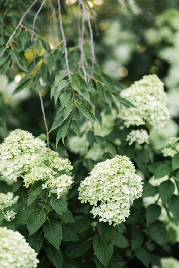 North Carolina photographer captures the beauty of Reynolda Gardens