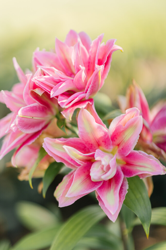 North Carolina photographer captures the beauty of Reynolda Gardens
