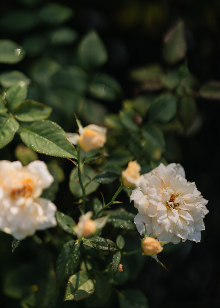 North Carolina photographer captures the beauty of Reynolda Gardens