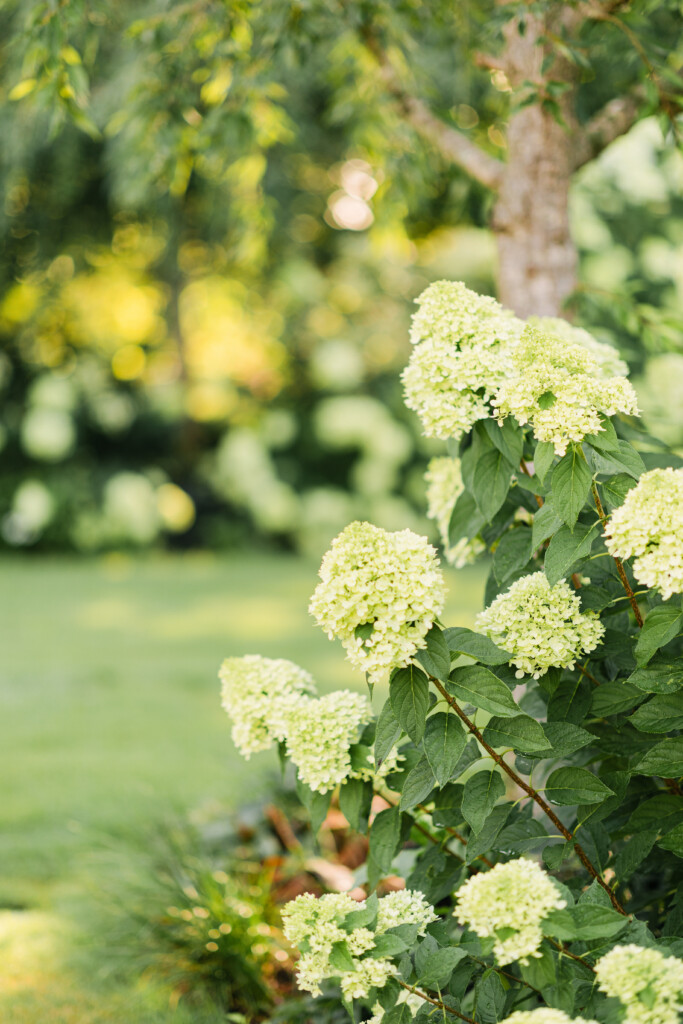 North Carolina photographer captures the beauty of Reynolda Gardens