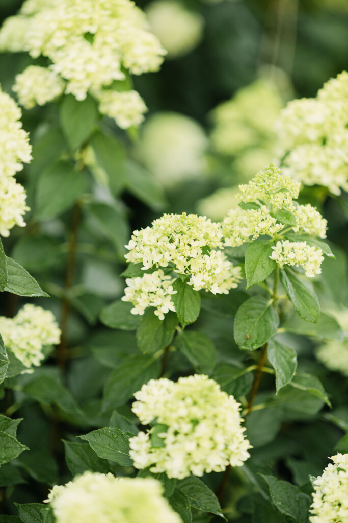North Carolina photographer captures the beauty of Reynolda Gardens